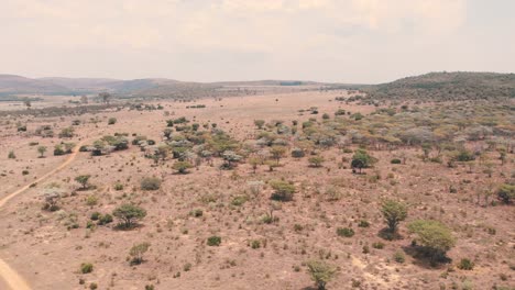 dry african savannah bush with trees and dirt road, drone shot