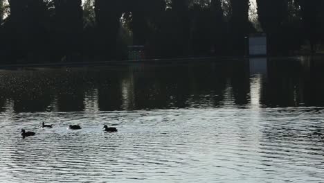 Haufen-Enten-In-Einem-See-In-Chapultepec,-Mexiko