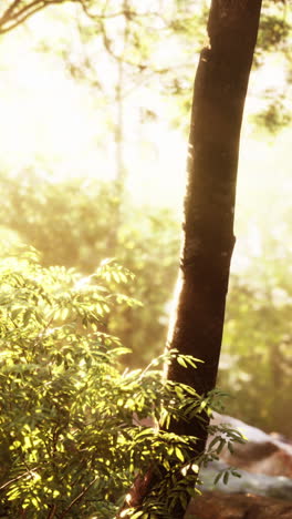 sunlight streaming through forest trees