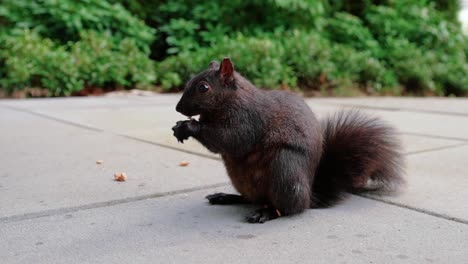 Süßes-Schwarzes-Eichhörnchen,-Das-Nüsse-Im-Hinterhof-Isst