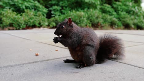 linda ardilla negra comiendo nueces en el patio trasero