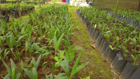 tiro hacia atrás sobre un vivero, plántulas de palmera coyol que crecen de manera segura, para una granja de producción de aceite