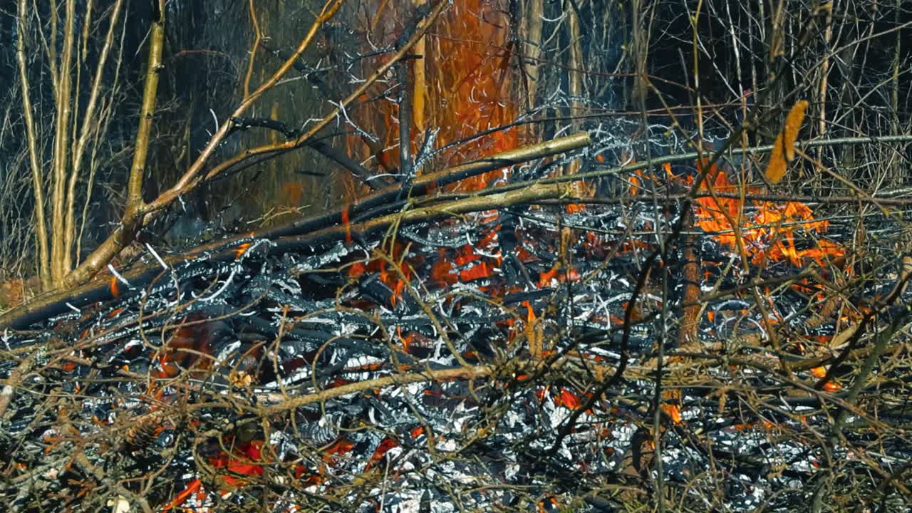 Campfire or forestry cleaning and burning fire in sunny forest or woods burning in slow motion with large orange and hot flames while new branches are thrown on the fire, embers fly in the air