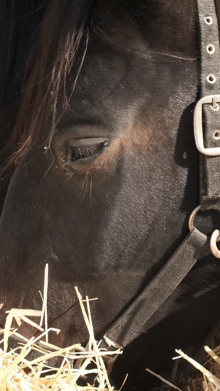 Majestic black horse enjoying a meal of hay in a sunlit farm setting