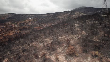 drone ascends over bleak mountainside after forest fire, leaves removed from trunks in parnitha greece