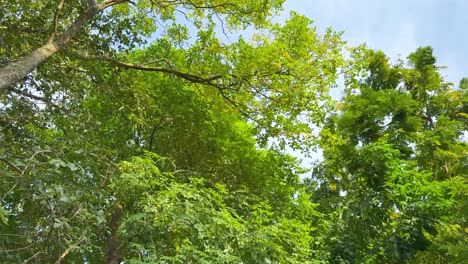 trees and foliage in a serene park setting
