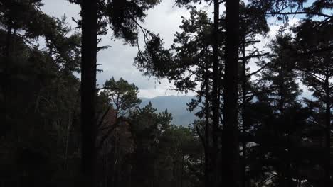 Going-through-a-forest,-aerial-view