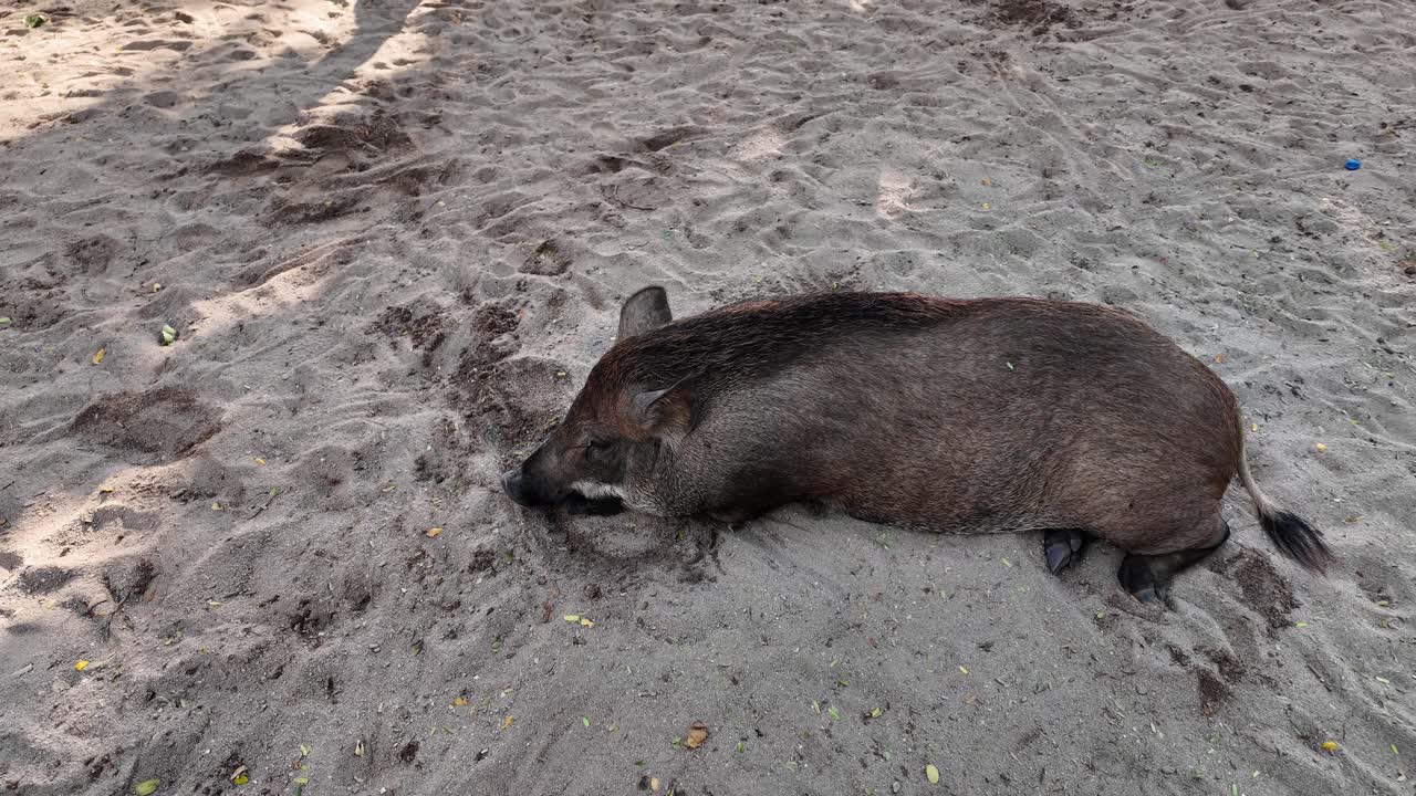 Pig Island Thailand popular tour excursion holiday destination Southeast Asia Koh Samui