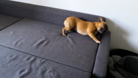 french bulldog playing and rolling on the grey couch inside the living room of a house