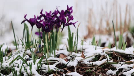 la nieve se derrite en las flores de la gota de nieve la llegada de la primavera el calentamiento del calentamiento global