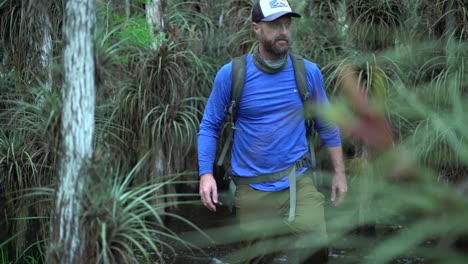 a man passes by swamp trees as he treks through the florida everglades