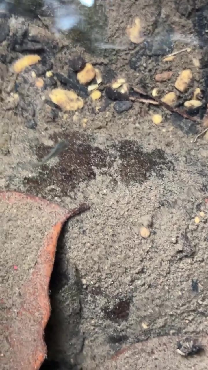 Piccoli pesci che nuotano nell'acqua bassa di un ruscello