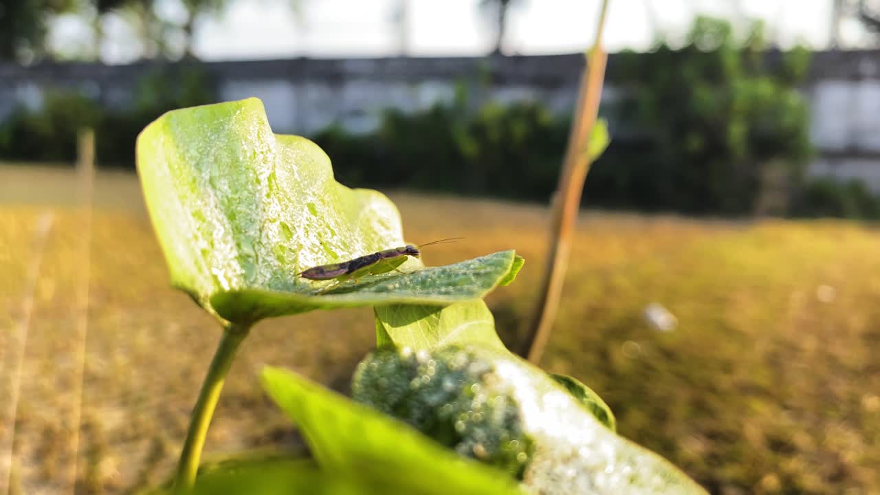 초록색 식물 잎 위 에 있는 초파리 곤충 의 클로즈업,  ⁇ 빛 날, 정적