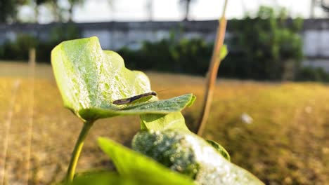 Closeup-of-grasshopper-insect-on-top-of-green-plant-leaf,-sunny-day,-static