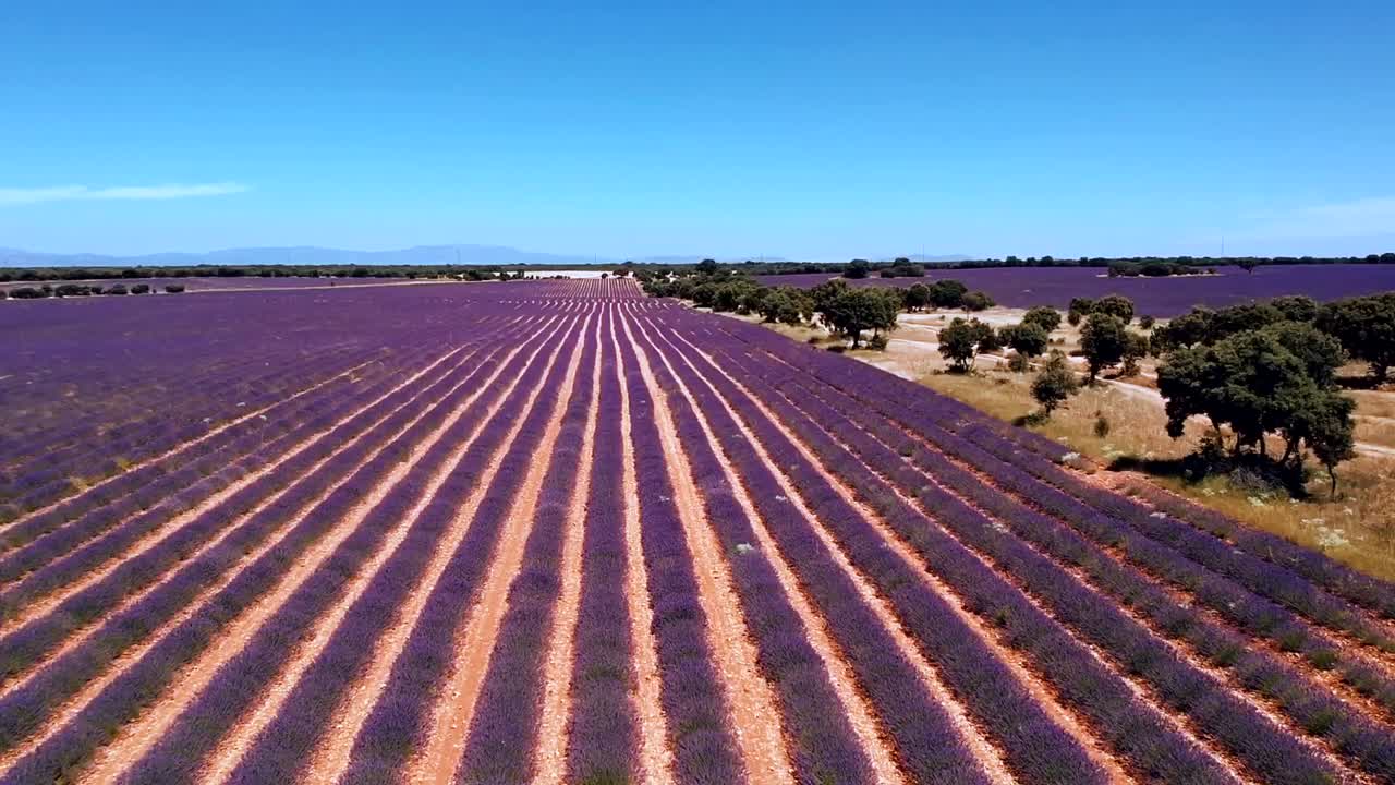 toma aérea de un hermoso campo de lavanda floreciente durante el día en brihuega, guadalajara, españa
