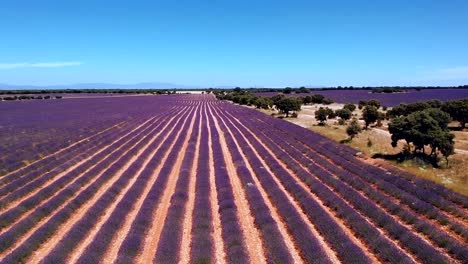 Toma-Aérea-De-Un-Hermoso-Campo-De-Lavanda-Floreciente-Durante-El-Día-En-Brihuega,-Guadalajara,-España