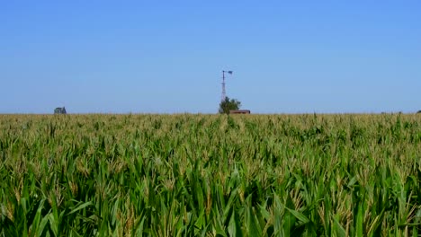 vista de un campo de maíz con un molino de viento en la distancia en una mañana soleada