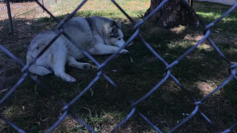 a cute, older husky relaxes in the shade in a fenced in yard, seen through the fence