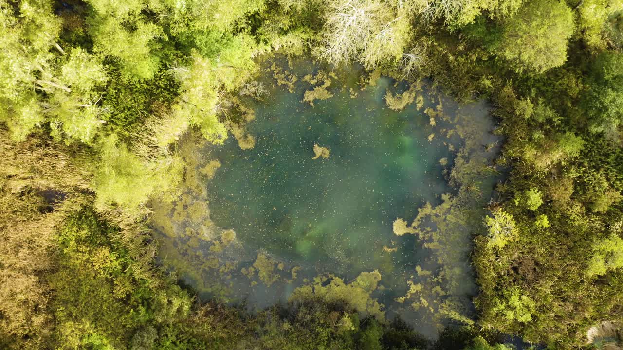 Aerial, stagnant natural waterhole with algae and weed, facing down descending shot
