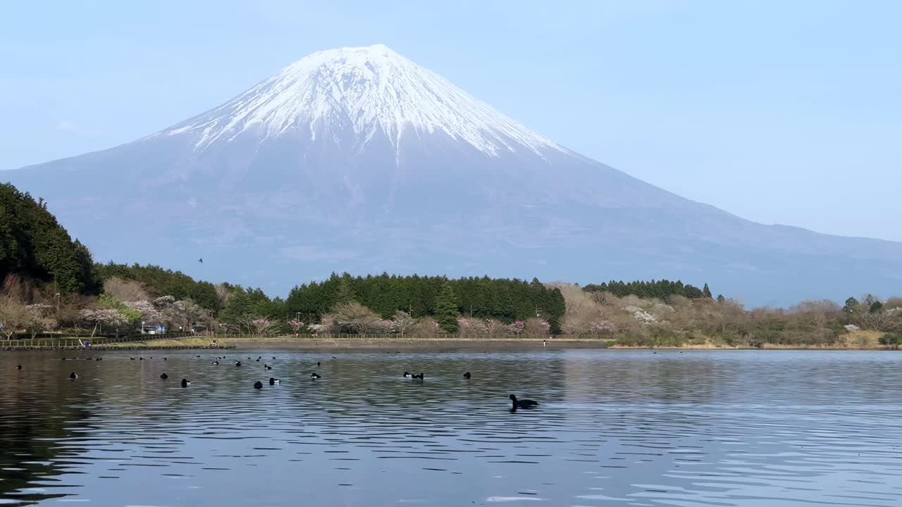 Lake Tanuki with Mount Fuji in the background, serene water with birds gliding