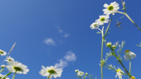 airplane flying over a field of daisies