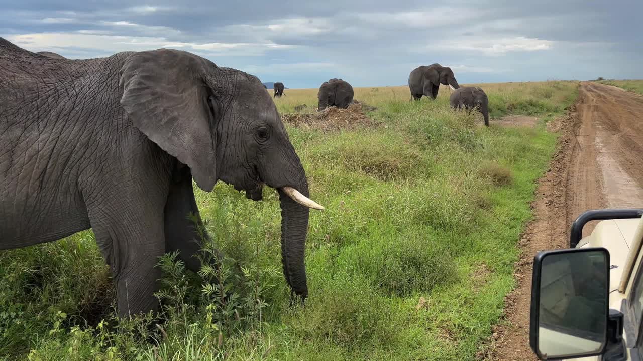 아프리카 부시 코끼리 (loxodonta africana) 는 탄자니아의 세렌게티 국립공원에서 사파리 차량 앞에 서 있습니다.