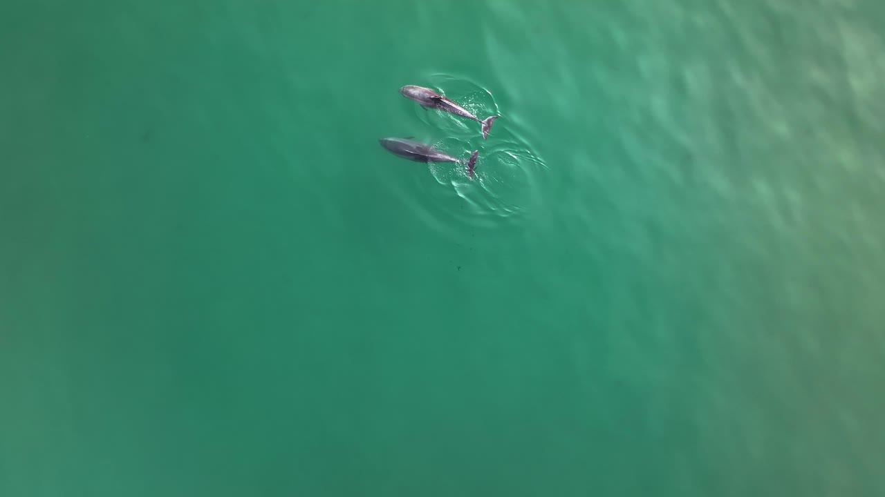 dos delfines nadando lentamente uno al lado del otro