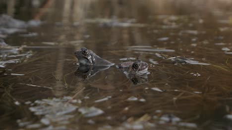 two frogs croaking in water, looking at different directions, mating season