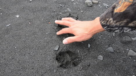 fresh tracks from a red fox along a trail in the wilderness of kodiak island alaska