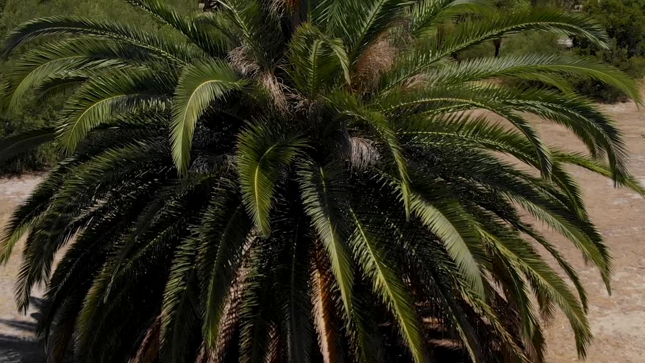 panorámica sobre un árbol hasta el horizonte. australia