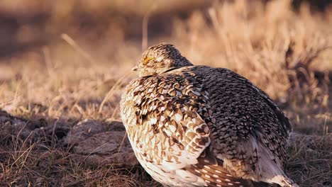 el macho de la gallina de cola afilada con un plumaje dramático mira hacia el sol naciente