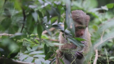 El-Mono-Se-Sienta-Solo-En-Un-árbol-Comiendo-Hojas-Y-Mirando-Alrededor