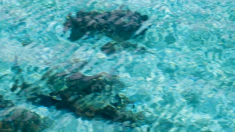 moviéndose a través del agua cristalina del océano turquesa con destellos de arrecifes de coral en un destino de isla tropical
