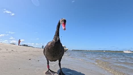 a swan walks gracefully on sandy shore