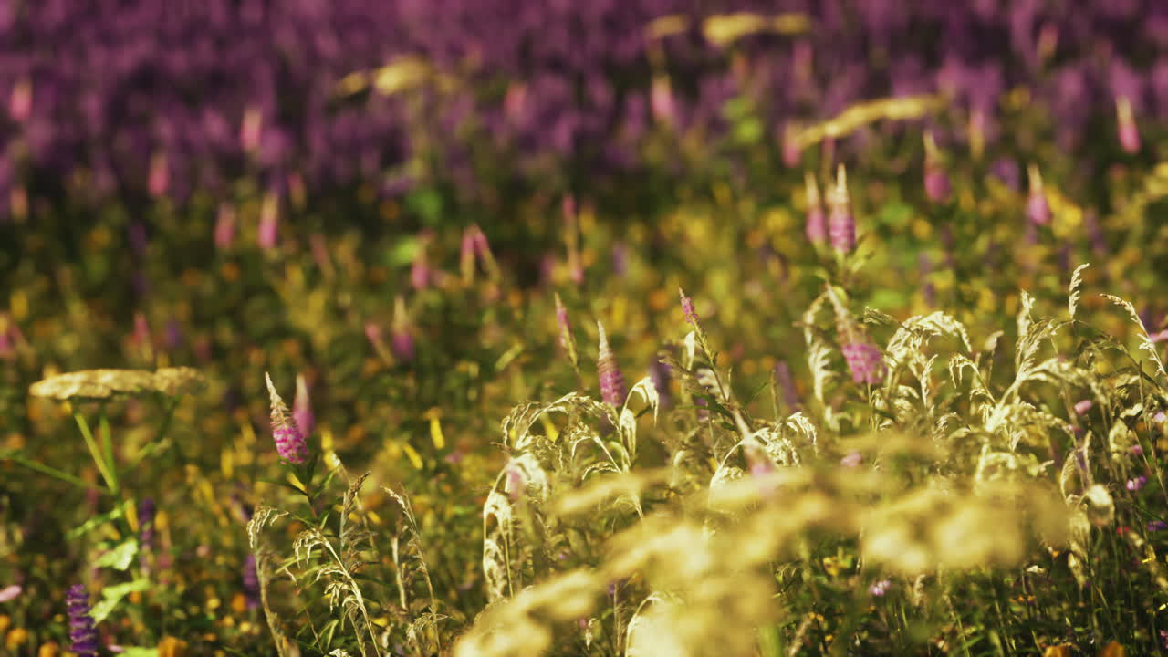 mezcla de flores silvestres con amapolas