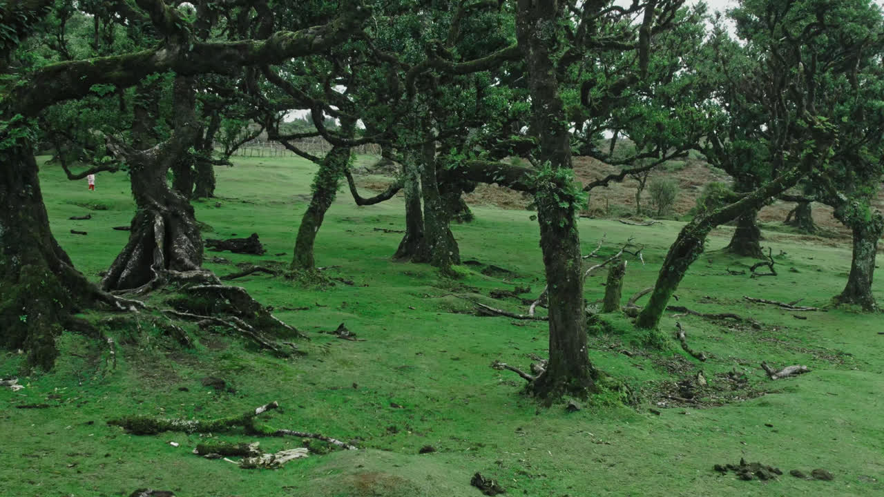Majestic Laurel Forest Landscape