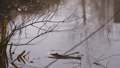 Stunning-150-frames-per-second-cinematic-close-up-shot-of-melting-frost-droplets-falling-into-a-lake