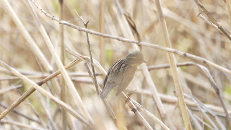 Black-faced-Bunting-Thront-Tagsüber-Auf-Den-Zweigen-Im-Wald-In-Saitama,-Japan---Nahaufnahme