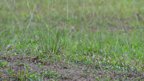 el abejaruco de cabeza castaña excava un nido en un alto montículo de hierba en un lugar específico donde abundan las abejas y otros insectos