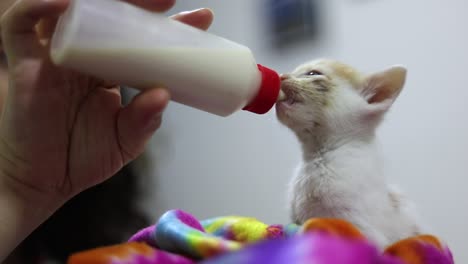 persona alimentando biberón gatito blanco recién nacido. de cerca