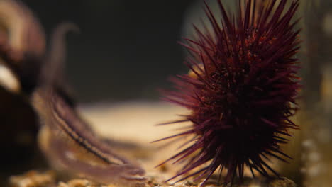 close shot of an urchin and starfish in an aquarium