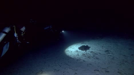 scuba diver shooting stingrays in the night