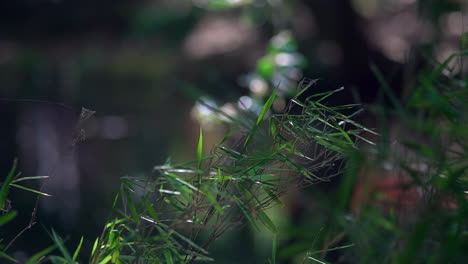 The-wind-is-blowing-through-foliage-and-plants-next-to-a-pond-at-sunset-or-golden-hour