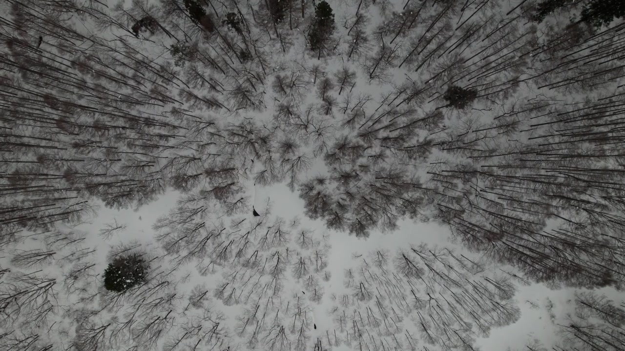 Ripresa aerea con drone di alberi secchi e contrastati su un paesaggio invernale giapponese innevato di Nagano.