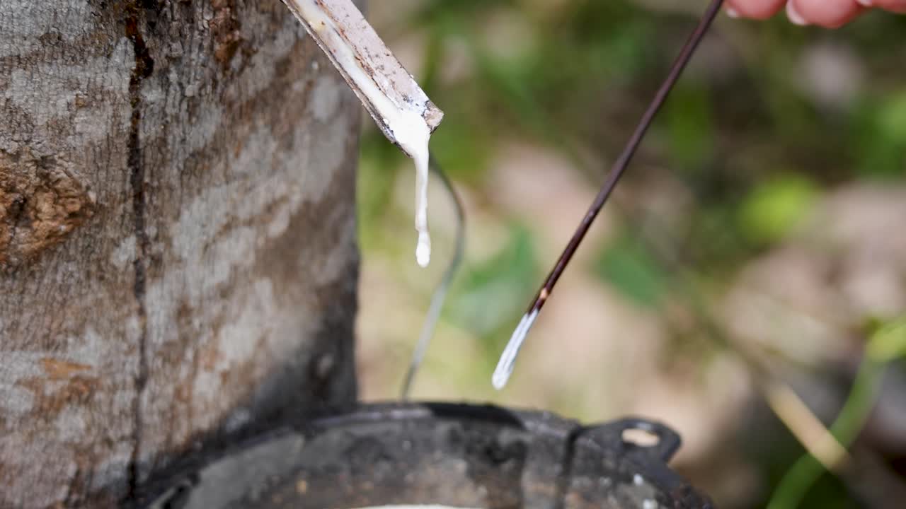 A farmer collects latex from a rubber tree into a coconut bowl. Natural lighting highlights the process in a serene environment