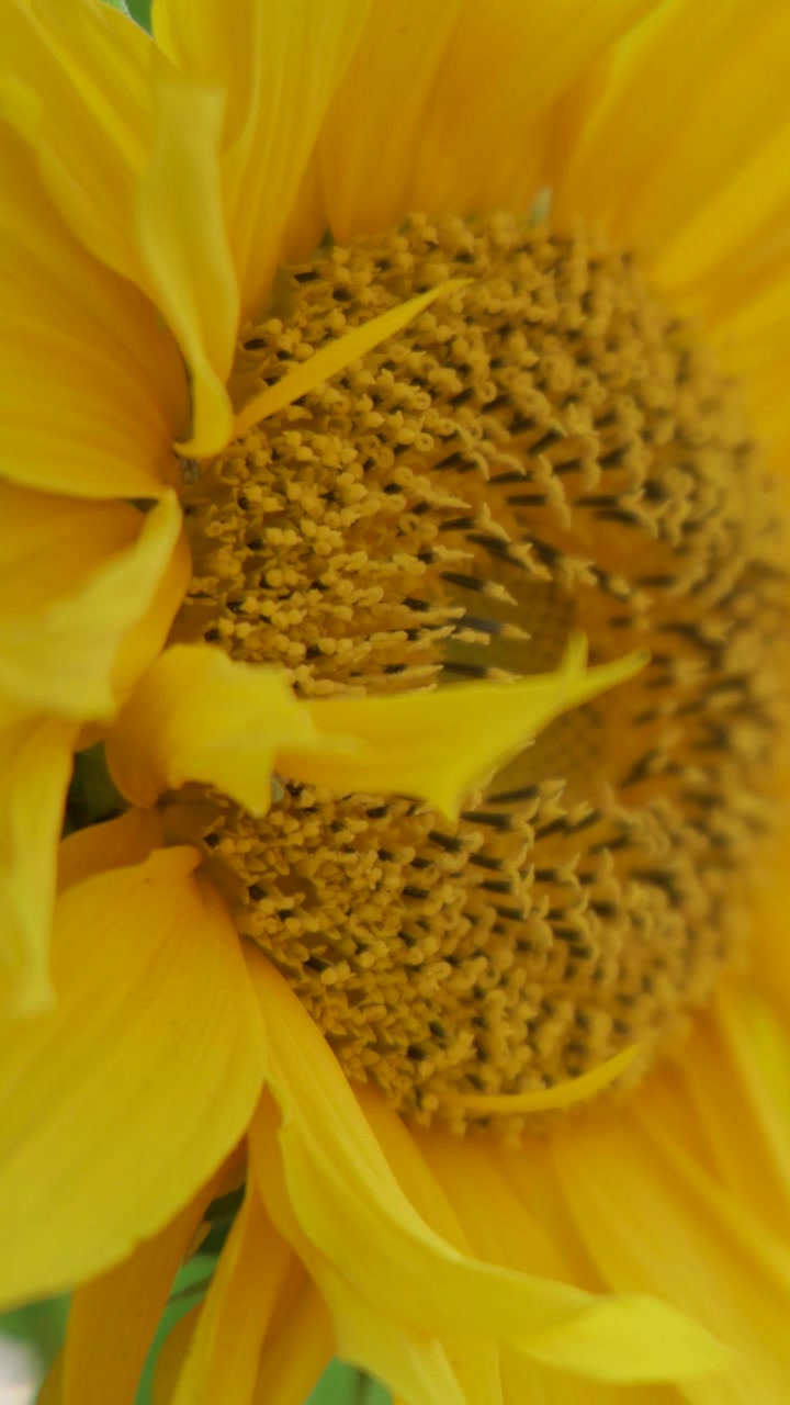 Un girasol amarillo brillante pierde un pétalo a la luz del día, capturado en una secuencia de primer plano con poca profundidad de campo y movimiento suave de cámara.