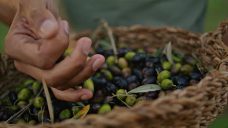 hombre sosteniendo aceitunas en una canasta de mimbre al aire libre de cerca. agricultor comprobando plantas