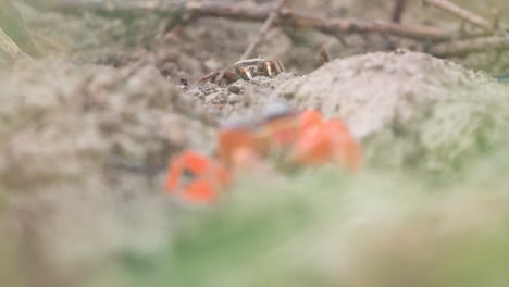 crabs-feeding-on-sand-with-focus-rack