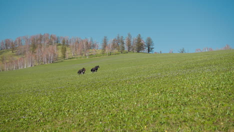 Pferde-Mit-Kleiner-Hengstfohlenherde-Laufen-Schnell-über-Frisches-Feld