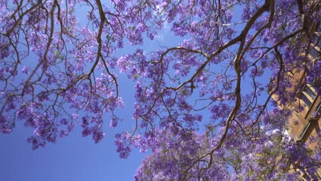 gran árbol de jacaranda con cielo azul